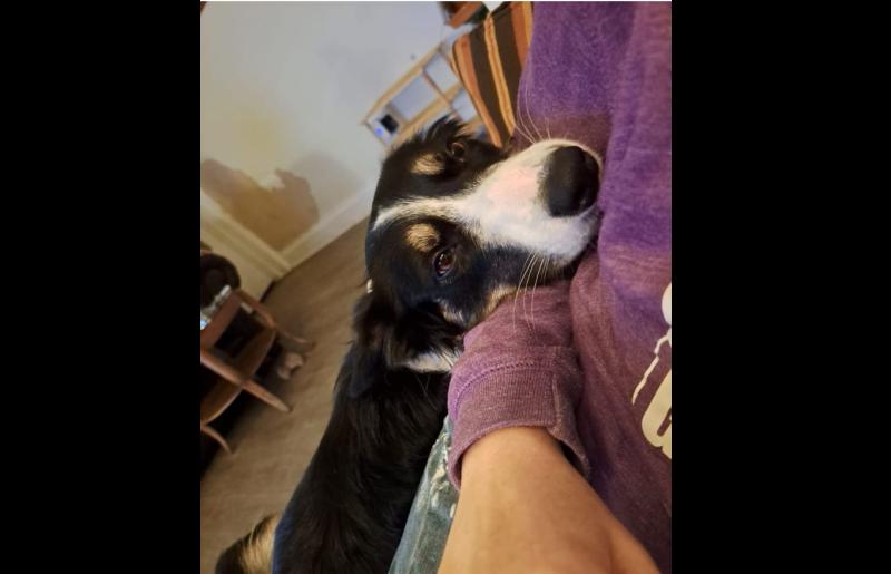 Local community bands together to find couple's missing pup