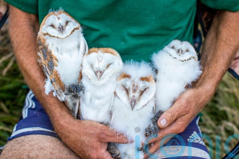 Conservationists celebrate as new brood of barn owls chicks are ringed