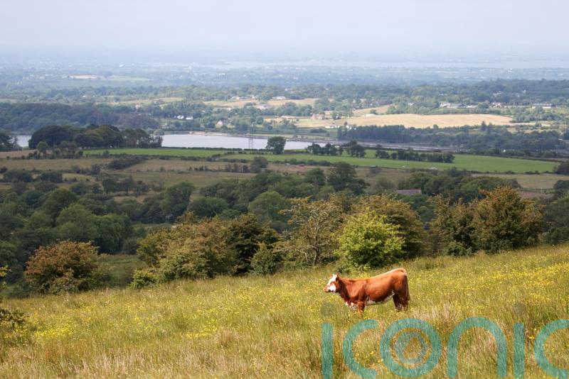 Super-sized nature reserve planned for hills above Belfast