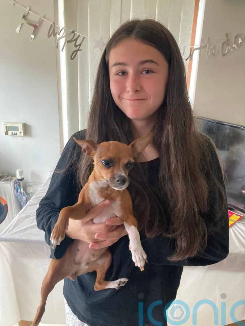 Missing dog Coco reunited with owners after more than a year