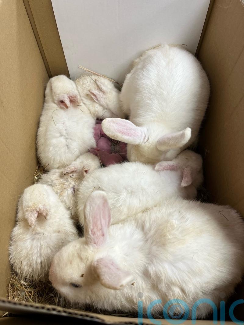 13 rabbits found abandoned in cardboard box