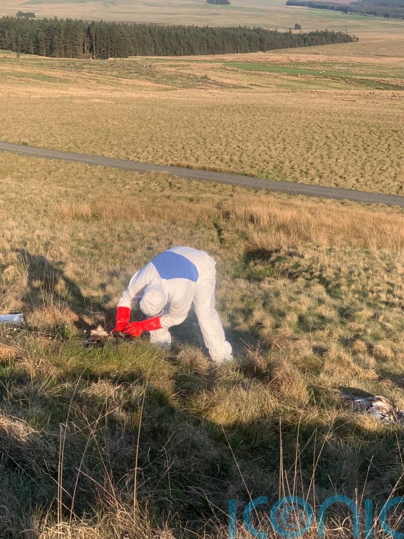 Police probe after two dead eagles discovered in Co Antrim