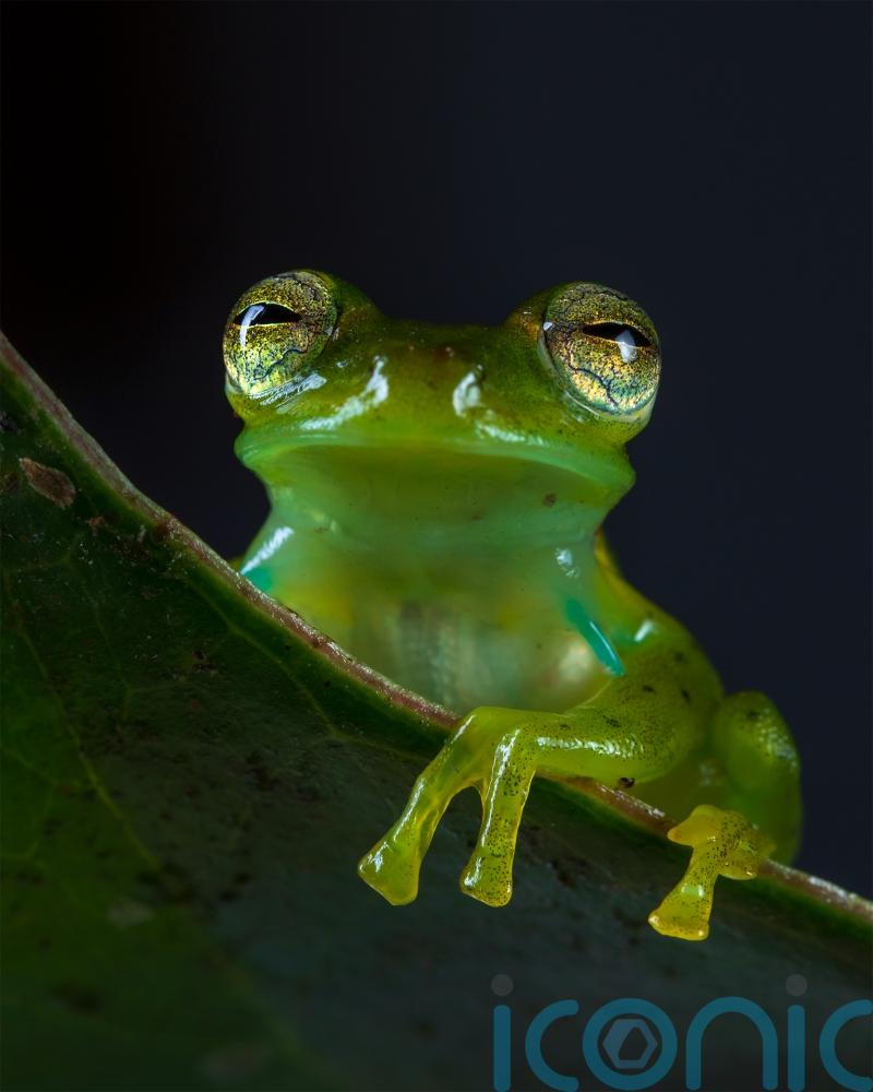Almost half of animal species are in decline, research finds
