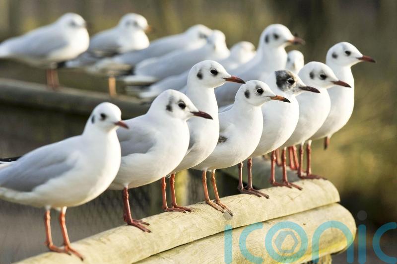 Charity demands urgent response plan to protect wild birds from avian influenza