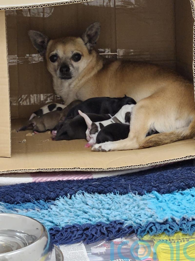 Litter of puppies found in distressed state in cardboard box beside a bin