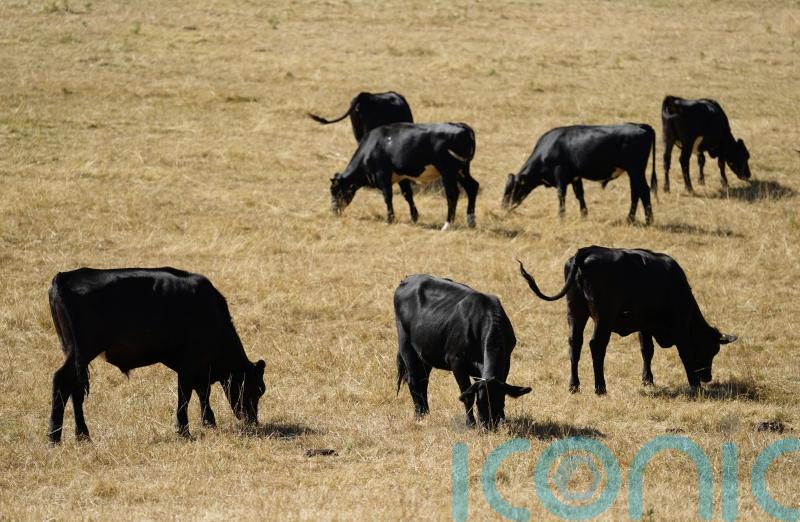Livestock records system will be delivered five years late, auditor reports
