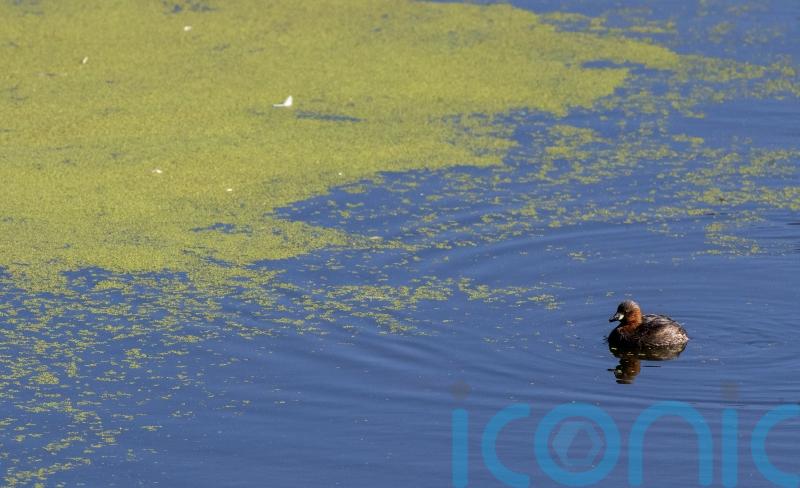 Sites around River Bann closed due to blue-green algae outbreak