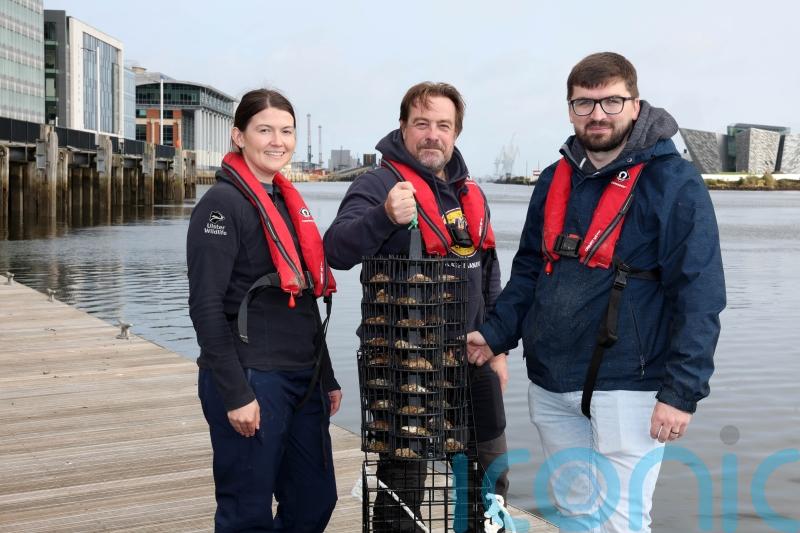 Oysters hoped to improve water quality and boost marine life in Belfast Harbour