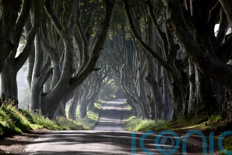 Several Dark Hedges trees made famous by Game Of Thrones to be cut down