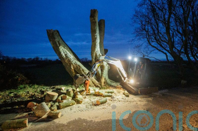 Work to remove dangerous trees at Dark Hedges goes on