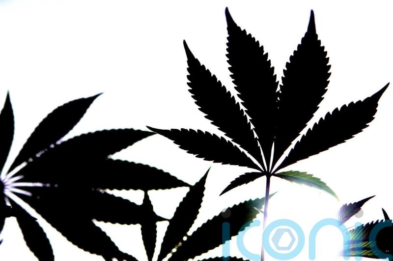 Man arrested after cannabis worth £100,000 seized in Co Armagh house