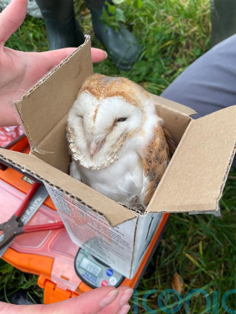 Christmas came early for Co Down nature conservators with late brood of owls