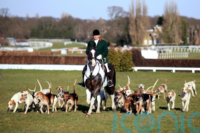 Animal welfare charities join forces in bid to end hunting with dogs