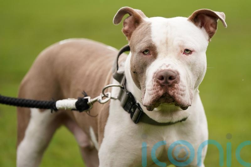 Exemption Certificates need to keep XL Bully breed type dogs 