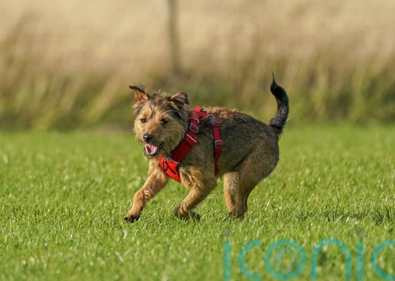 Tougher sentences for pet abduction move closer to becoming law