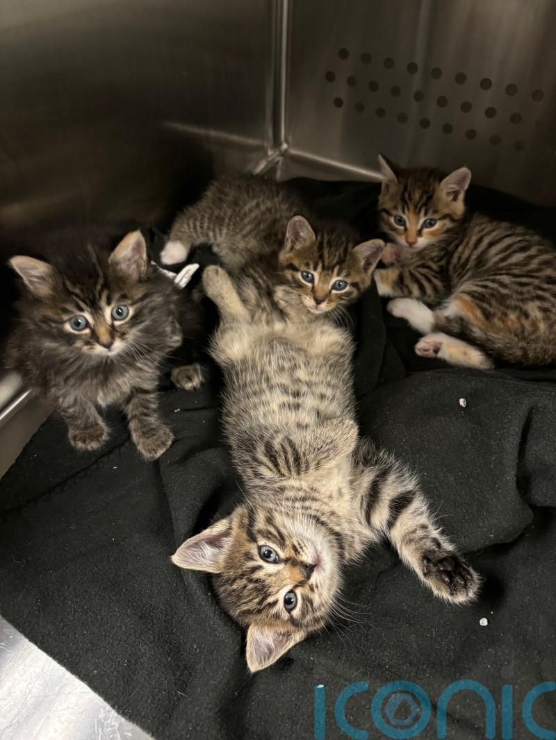 Animal welfare charity describes ‘kitten crisis’ with record numbers in its care