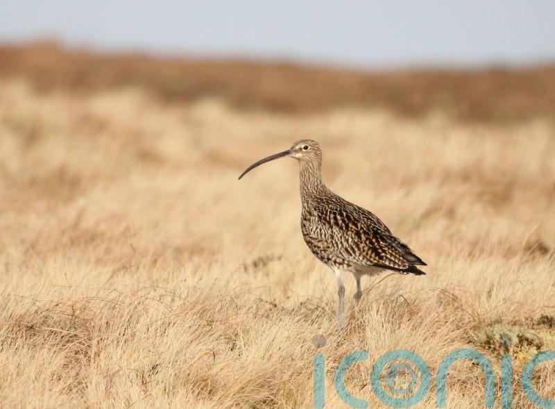 Curlew numbers in areas of Northern Ireland show ‘incredible improvement’