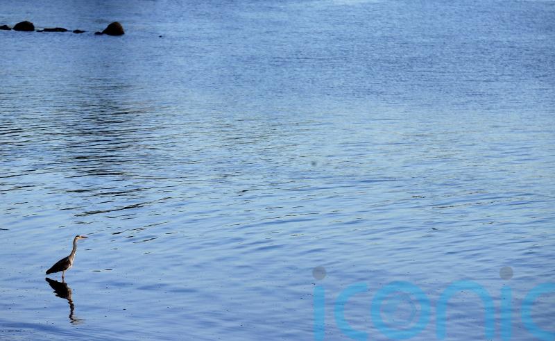 Belfast Lough could become ‘new Lough Neagh’ in next 10 years, warns MLA