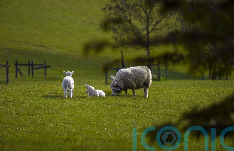 Northern Ireland MPs and peers call for rethink of agricultural inheritance tax
