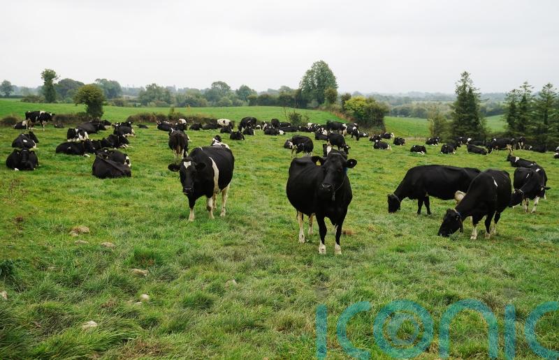 NI restricts animal imports from German area hit by foot-and-mouth disease