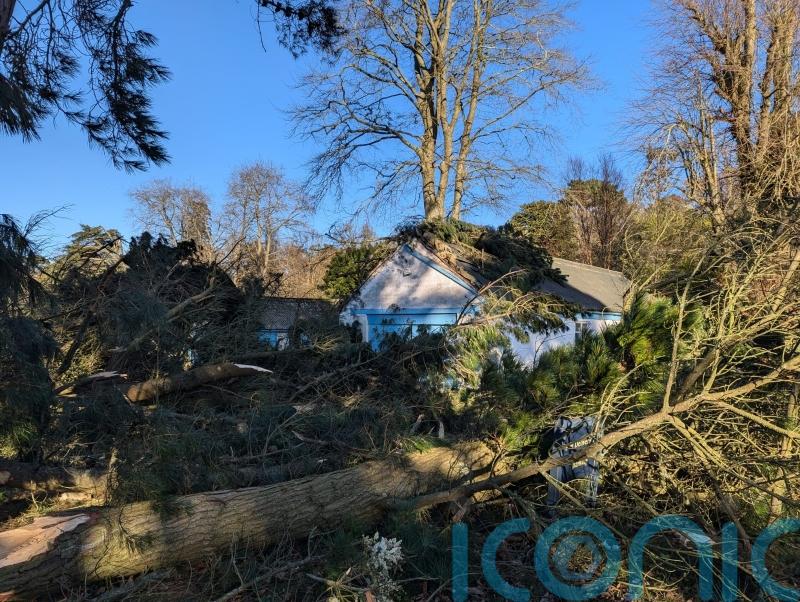 National Trust seeks help after losing more than 10,000 trees in Storm Eowyn