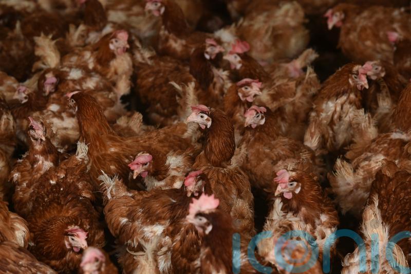 Thousands of birds to be culled after latest suspected case of avian flu