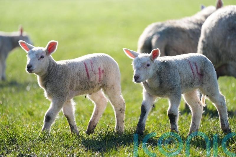 Dry, sunny conditions for most of UK this weekend to mark start of spring