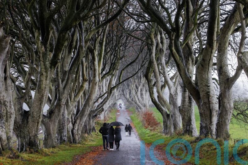 Trees made famous by Game Of Thrones ‘coming to end of their natural lives’