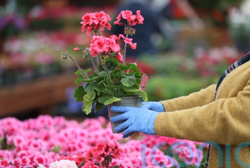 Post-Brexit rules makes buying plants ‘impossible’ in Northern Ireland, MPs say