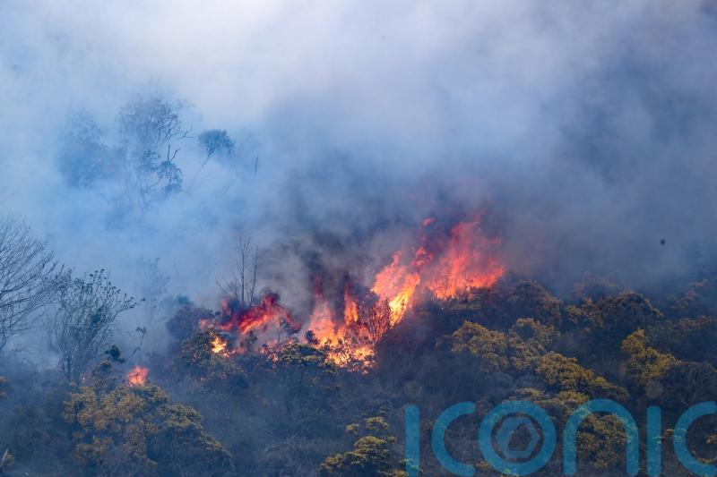 Wildfires having a ‘devastating impact’ on environment, says Andrew Muir