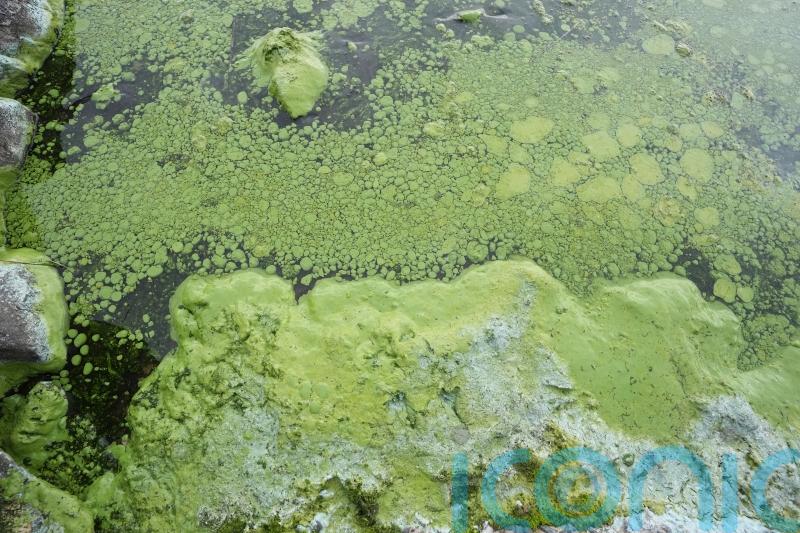 Year’s first cases of blue-green algae confirmed in Lough Neagh