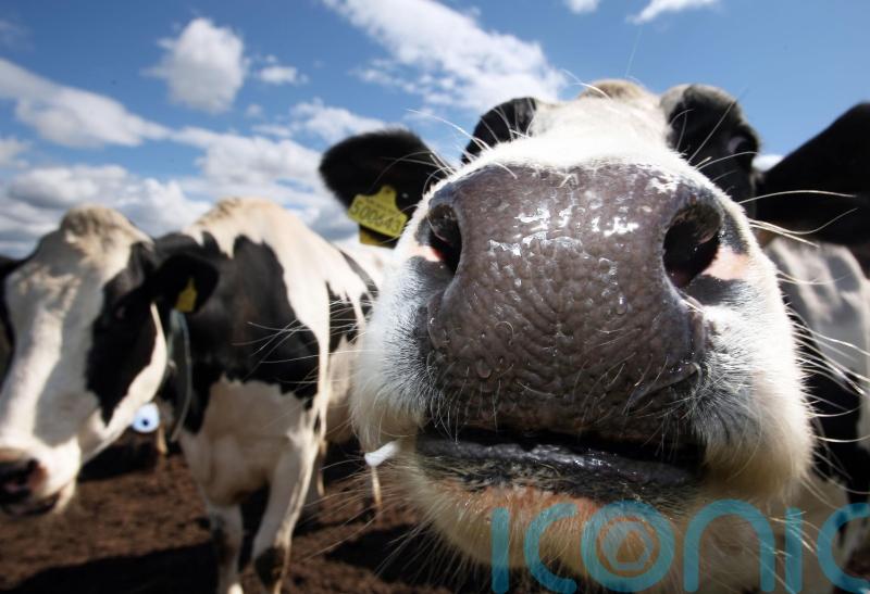 M1 remains partially closed amid operation to free cows after lorry overturns