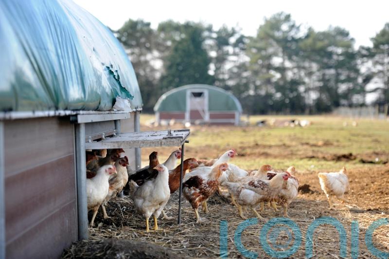 Avian influenza prevention zone in Northern Ireland to be lifted
