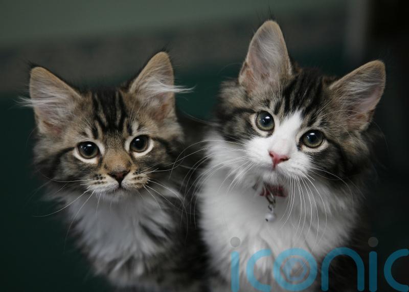 Tougher rules around sale and supply of puppies and kittens proposed