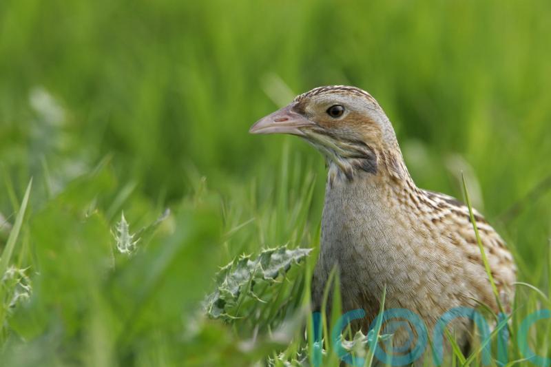 Conservationists celebrate resurgence of corncrakes on Rathlin Island