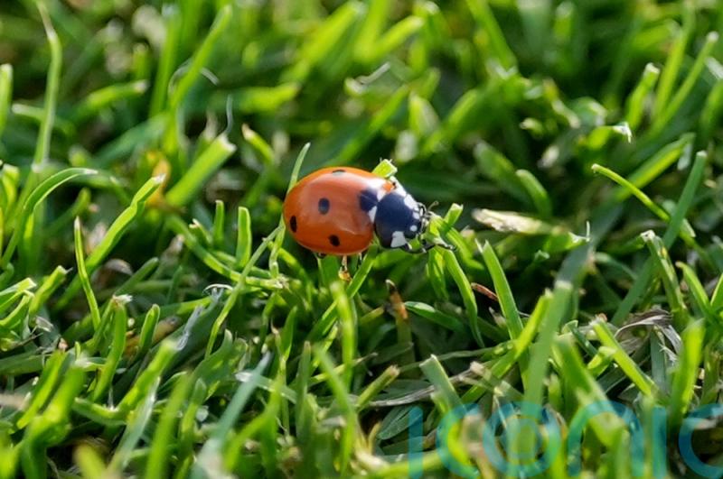 Ladybirds being seen in &lsquo;very high numbers&rsquo; because of warm weather, expert says