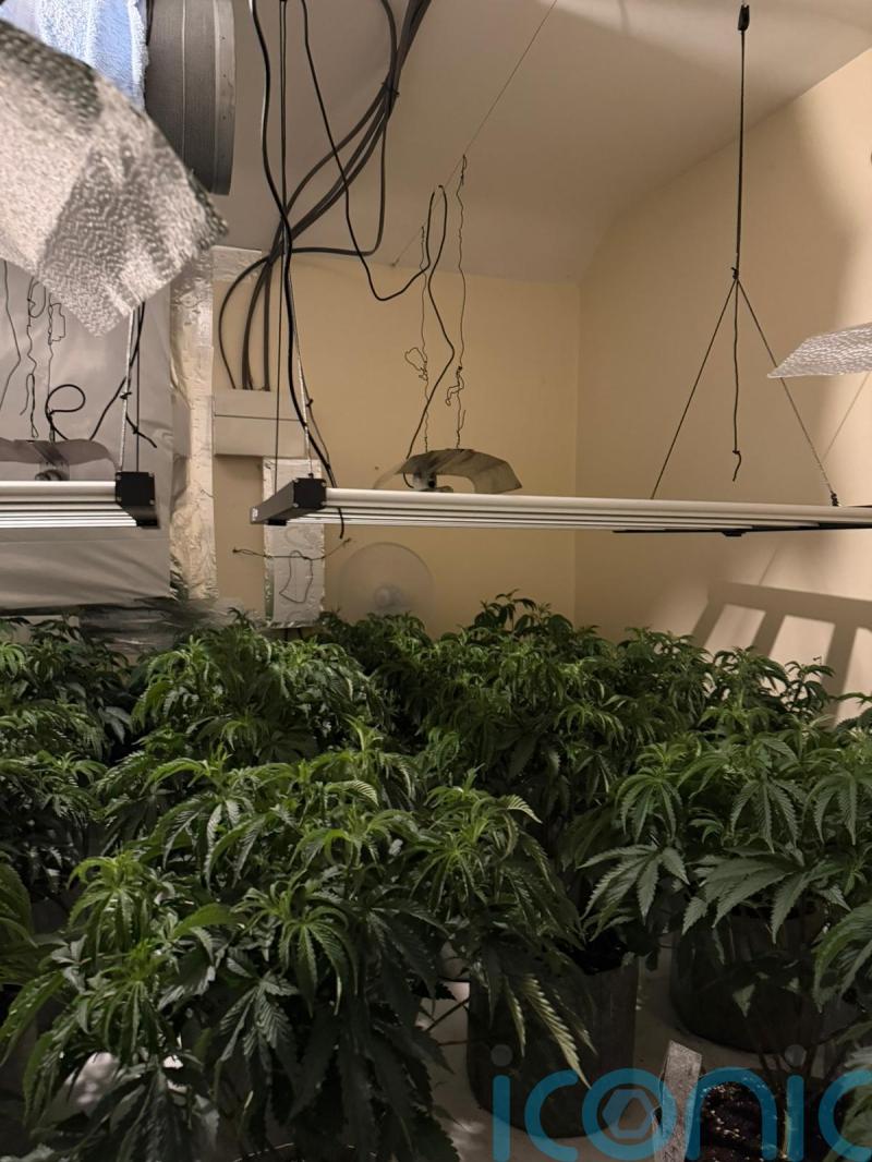 ‘Substantial’ cannabis factory discovered in searches in Co Down