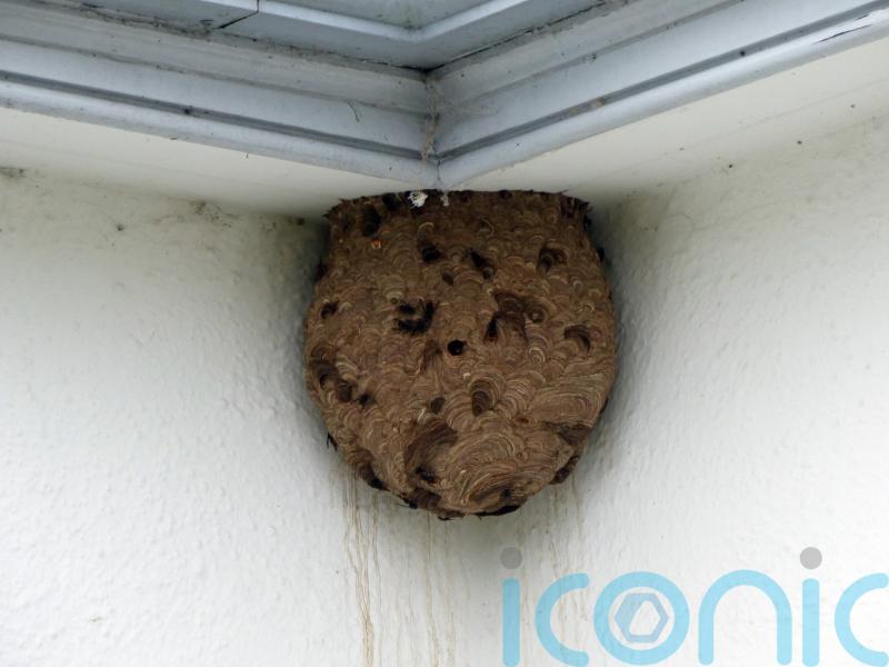 First Asian hornet nest discovered in Northern Ireland removed