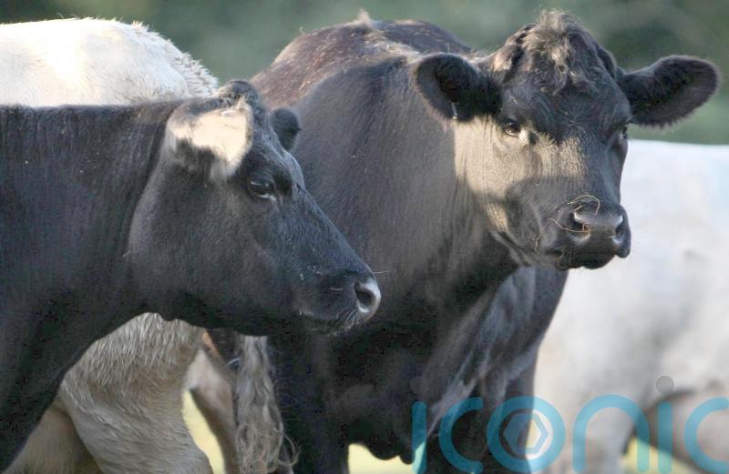 Further bluetongue testing after 44 more suspected cases found