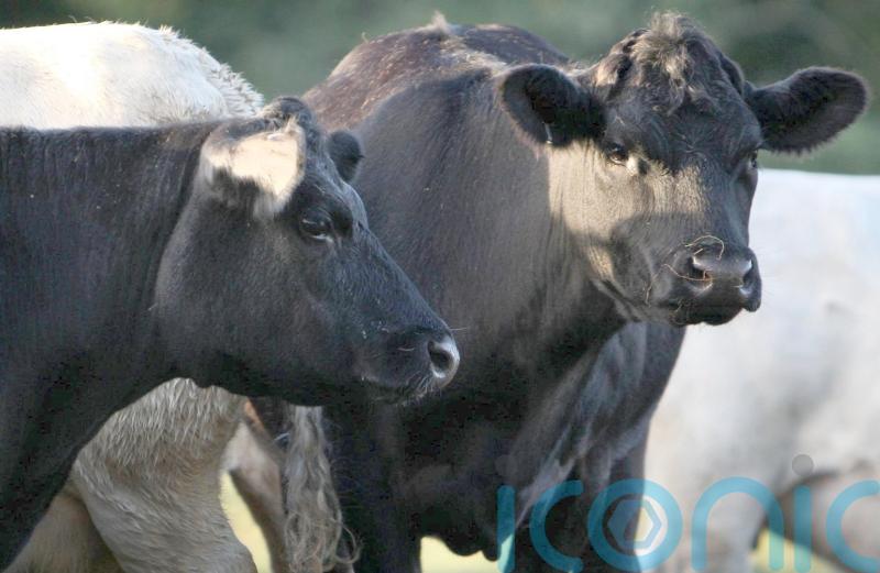 Widespread culling ‘not the response’ to bluetongue in Northern Ireland – Muir