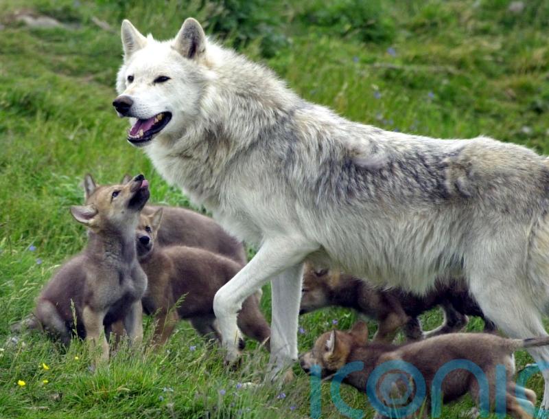 Young &lsquo;cautious&rsquo; over potential reintroduction of wolves and lynx in the wild
