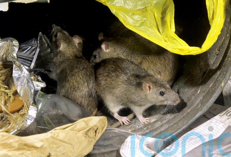 Rat activity shows significant increase after hot summer and recent rain