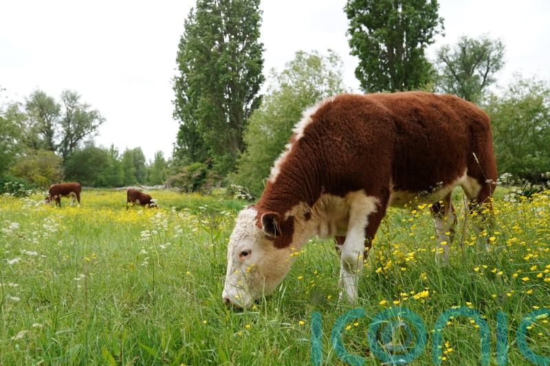 Call for information as UK &lsquo;moves closer&rsquo; to agreement with EU on agrifood trade