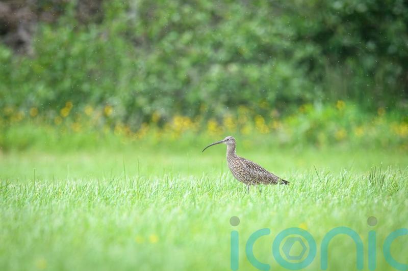 Public urged to take care not to disturb ground nesting birds