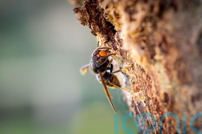 Vigilance urged for sightings of Asian hornets