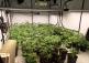 Four arrested following 'cannabis factory' discovery in Derry