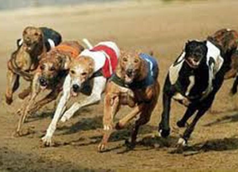 Greyhound racing tonight's Brandywell card Derry Now