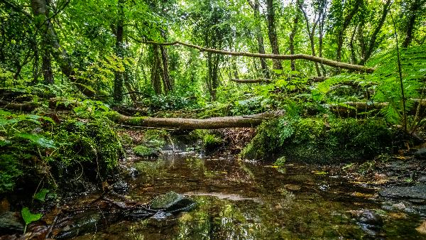 Photo of Prehen Wood by Ben Lee, WTML