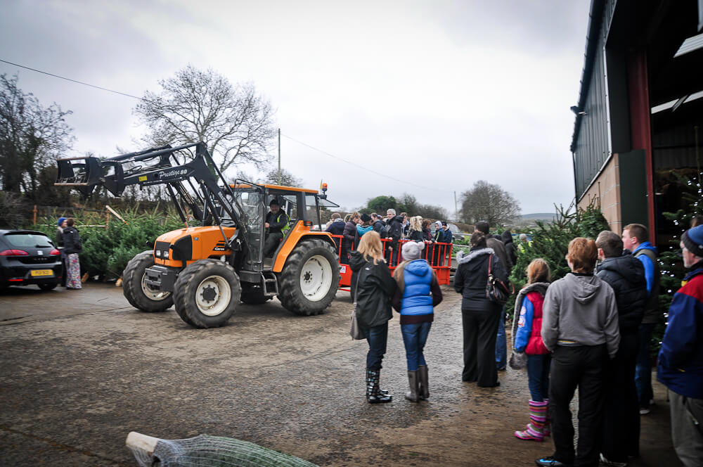 Derry Christmas tree farm takes the 'difficult but necessary' decision